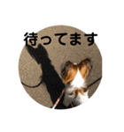 パピヨン♡ぴのとぷりん（個別スタンプ：7）