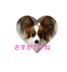 パピヨン♡ぴのとぷりん（個別スタンプ：23）