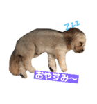 シュガーさん家のレオくん☆（個別スタンプ：6）