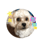 シュガーさん家のレオくん☆（個別スタンプ：12）