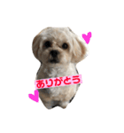 シュガーさん家のレオくん☆（個別スタンプ：22）