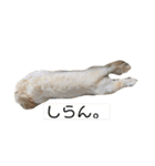 シュガーさん家のレオくん☆（個別スタンプ：25）