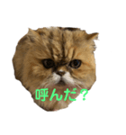 ぷりぷりぷりお（個別スタンプ：3）