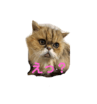 ぷりぷりぷりお（個別スタンプ：6）