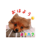 もふもふ犬達（個別スタンプ：1）