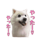 もふもふ犬達（個別スタンプ：5）