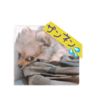 もふもふ犬達（個別スタンプ：8）