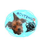 もふもふ犬達（個別スタンプ：9）