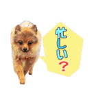 もふもふ犬達（個別スタンプ：19）