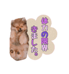 もふもふ犬達（個別スタンプ：29）