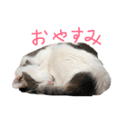 ツンデレのリオスタンプ（個別スタンプ：6）
