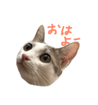 ツンデレのリオスタンプ（個別スタンプ：16）