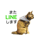くろねこねころうとさびねこももえ（個別スタンプ：2）