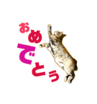 くろねこねころうとさびねこももえ（個別スタンプ：3）