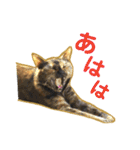 くろねこねころうとさびねこももえ（個別スタンプ：4）