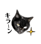 くろねこねころうとさびねこももえ（個別スタンプ：5）