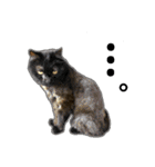 くろねこねころうとさびねこももえ（個別スタンプ：6）