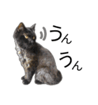 くろねこねころうとさびねこももえ（個別スタンプ：7）