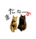 くろねこねころうとさびねこももえ（個別スタンプ：8）