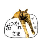 くろねこねころうとさびねこももえ（個別スタンプ：10）