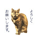 くろねこねころうとさびねこももえ（個別スタンプ：11）