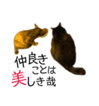 くろねこねころうとさびねこももえ（個別スタンプ：16）