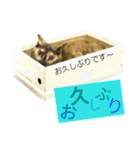 くろねこねころうとさびねこももえ（個別スタンプ：17）