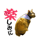 くろねこねころうとさびねこももえ（個別スタンプ：18）
