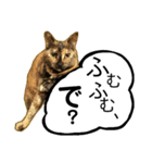 くろねこねころうとさびねこももえ（個別スタンプ：19）