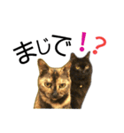 くろねこねころうとさびねこももえ（個別スタンプ：20）