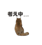 くろねこねころうとさびねこももえ（個別スタンプ：22）
