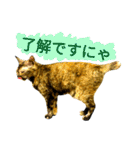 くろねこねころうとさびねこももえ（個別スタンプ：25）