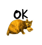 くろねこねころうとさびねこももえ（個別スタンプ：26）