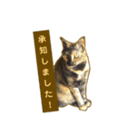 くろねこねころうとさびねこももえ（個別スタンプ：27）