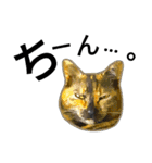 くろねこねころうとさびねこももえ（個別スタンプ：28）