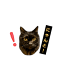 くろねこねころうとさびねこももえ（個別スタンプ：30）