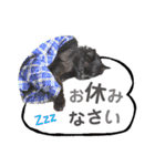 くろねこねころうとさびねこももえ（個別スタンプ：31）