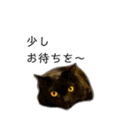 くろねこねころうとさびねこももえ（個別スタンプ：32）