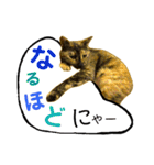 くろねこねころうとさびねこももえ（個別スタンプ：33）