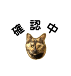 くろねこねころうとさびねこももえ（個別スタンプ：34）