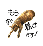 くろねこねころうとさびねこももえ（個別スタンプ：36）