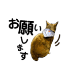 くろねこねころうとさびねこももえ（個別スタンプ：37）