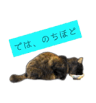 くろねこねころうとさびねこももえ（個別スタンプ：40）