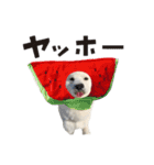 サモエドトトスタンプwithレオ（個別スタンプ：3）