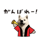 サモエドトトスタンプwithレオ（個別スタンプ：18）