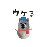サモエドトトスタンプwithレオ（個別スタンプ：22）