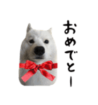 サモエドトトスタンプwithレオ（個別スタンプ：23）