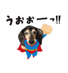 サモエドトトスタンプwithレオ（個別スタンプ：27）