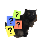 黒猫のちょこ（個別スタンプ：7）
