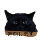 黒猫のちょこ（個別スタンプ：11）